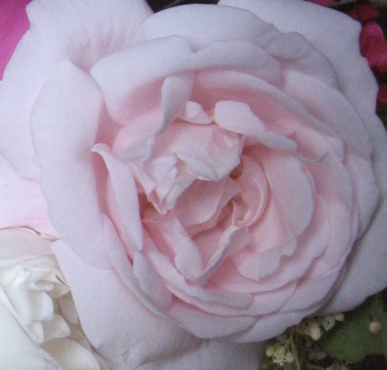 link to Mary's Whys page